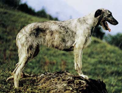 ir_vlkodav02_05a.jpg