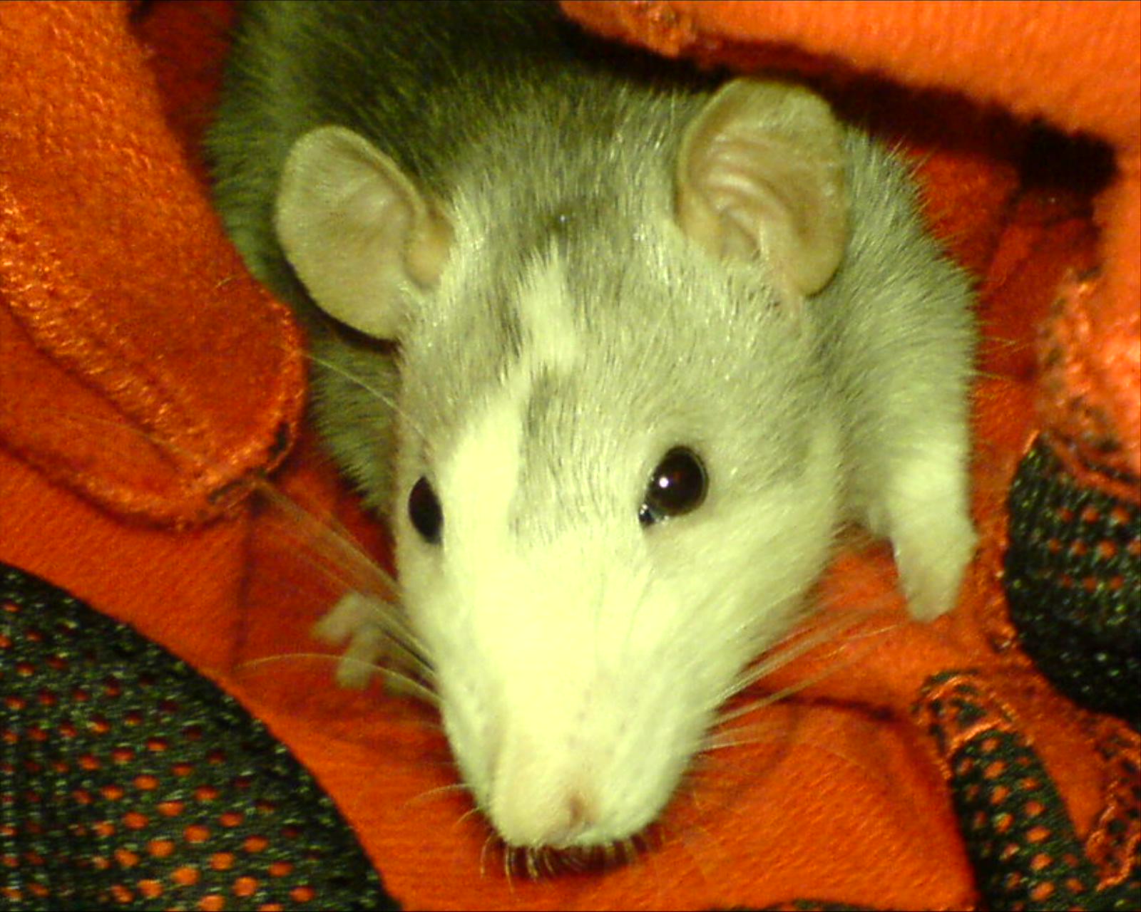 DSC00001.JPG