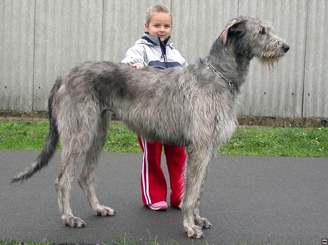 9519752.jpg
